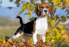 Puppy:1chd8mtfua4= Beagle